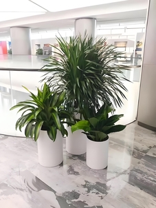 江北绿化养护价格